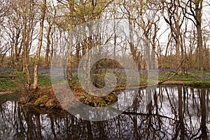 Bluebells reflected in lake