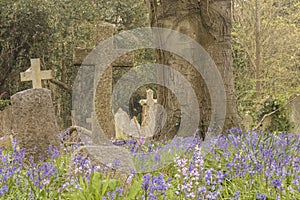 Bluebells in Southampton Old Cemetery