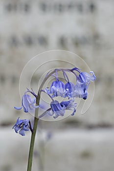 bluebells in Southampton Old Cemetery