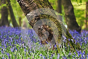 Bluebells in a spring forest