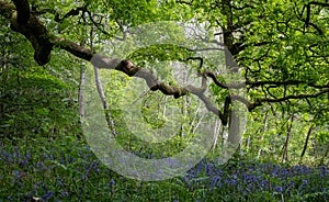 Bluebells in springtime, in Ruislip Woods National Nature Reserve, Hillingdon UK.