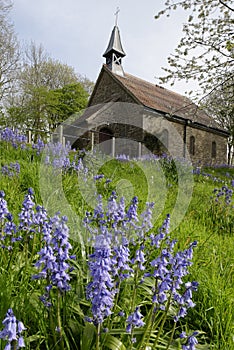 Bluebells at St Anne`s Chapel, Saunton