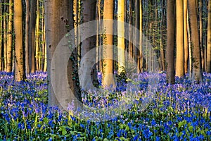 bluebells at sunrise in the forest of Hallerbos Belgium
