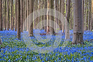 bluebells at sunrise in the forest of Hallerbos Belgium