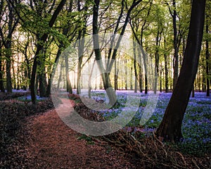 Bluebells at sunset in Dockey Wood on the Ashridge Estate, Hertfordshire, UK