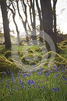 Bluebells surrounded by moss lit up by morning sun