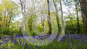 Bluebells in Tehidy Woods Cornwall