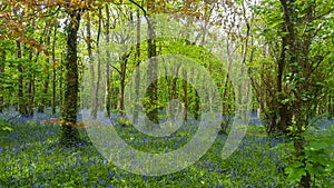 Bluebells in Tehidy Woods Cornwall