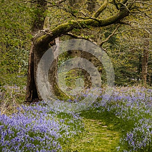 Bluebells and trees on british natural forest