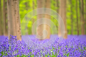 Bluebells among the trees in the forest.