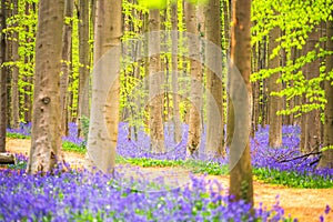 Bluebells among the trees in the forest.