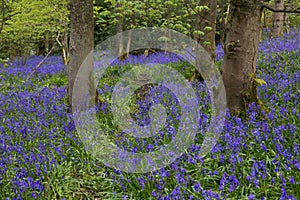 Bluebells in a UK woodland in springtime. UK wildflowers blooming in the trees. Ribble valley landscape