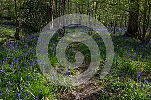 Bluebells in a UK woodland in springtime. UK wildflowers blooming in the trees. Ribble valley landscape