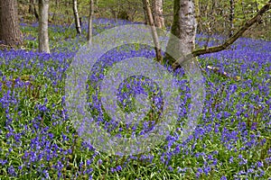 Bluebells in a UK woodland in springtime. UK wildflowers blooming in the trees. Ribble valley landscape