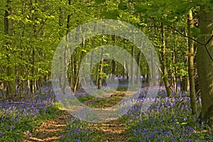 Bluebells walk