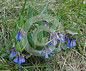 Bluebells - Wildflowers