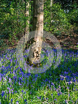 Bluebells in Woodland