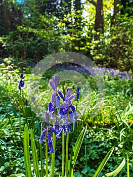 Bluebells in Woodland