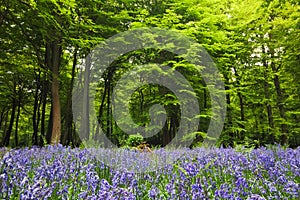 Bluebells in a woodland clearing