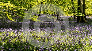 Bluebells woodland forest in spring