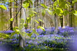 Bluebells woodlands blooming