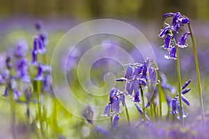 Bluebells woodlands closeup