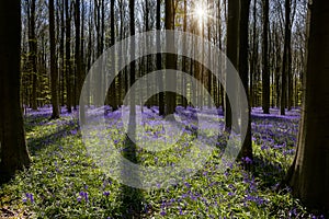 Bluebells woodlands morning sunshine