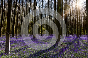 Bluebells woodlands with sunrays