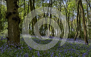 Bluebells In Woods