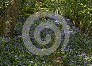 Bluebells In Woods