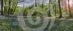 Bluebells In Woods