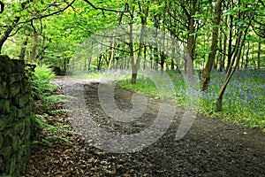 Bluebells in the woods