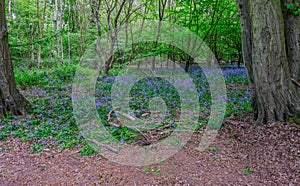 Bluebells in the woods with a clearing in the foreground.