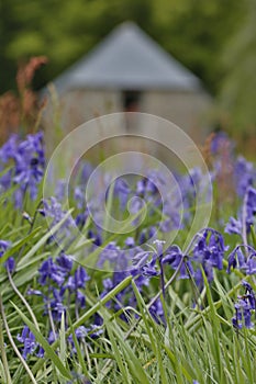 Bluebells woods at Godolphin in Cornwall England UK