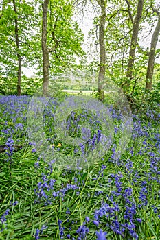 Bluebells woods at Godolphin in Cornwall England UK