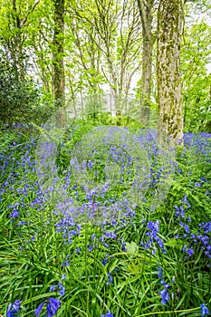 Bluebells woods at Godolphin in Cornwall England UK