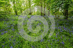 Bluebells woods at Godolphin in Cornwall England UK