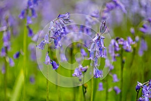 Bluebells woods at Godolphin in Cornwall England UK