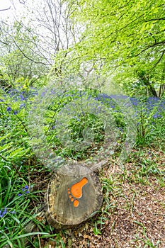 Bluebells woods at Godolphin in Cornwall England UK