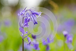 Bluebells woods at Godolphin in Cornwall England UK