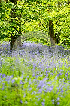 Bluebells woods at Godolphin in Cornwall England UK