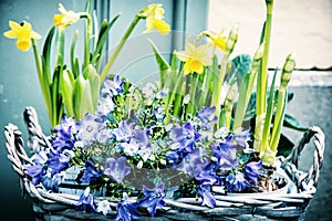 Bluebells and yellow daffodils, symbol of spring, beauty filter