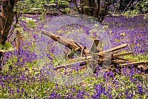 Bluebellss and a fallen tree