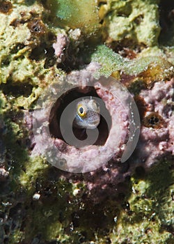 Bluebelly blenny.