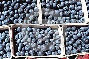 Blueberries photo
