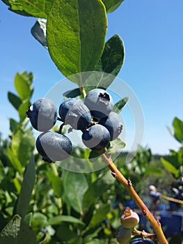 Blueberries