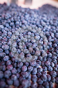 Blueberries