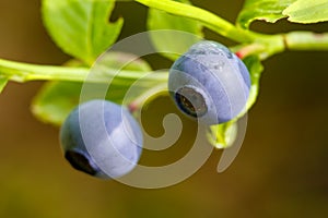 Blueberries