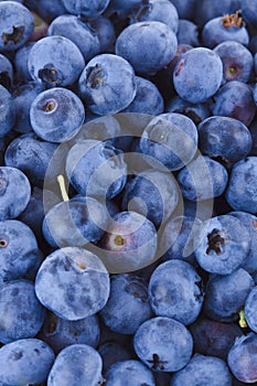 Blueberries background