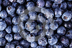 Blueberries background